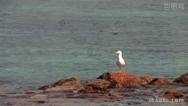 一只<strong>海鸥</strong>坐在岩石上，飞过海面